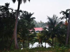 Top 5 Ayurvedic Retreats in Sri Lanka for Total Rejuvenation